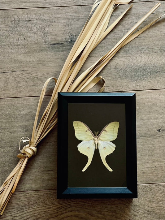 Atticus luna. The North American Luna Moth