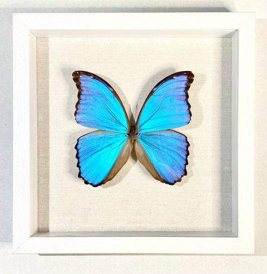 Morpho didus. Giant Blue Morpho (14cm wing span)