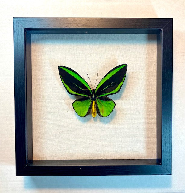 Ornithoptera primus. The Green Birdwing