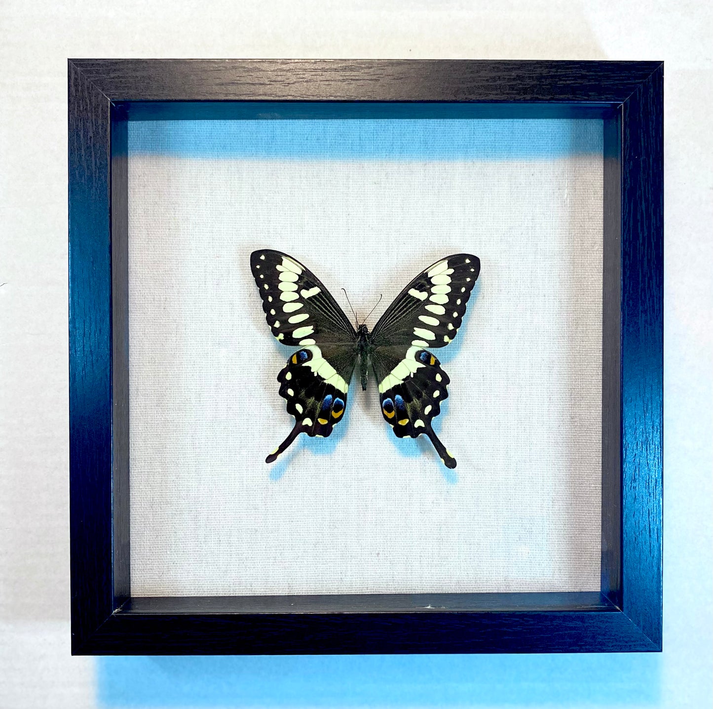 Papilio ophidicephalus. The Emperor Swallowtail (Mt. Kilimanjaro)