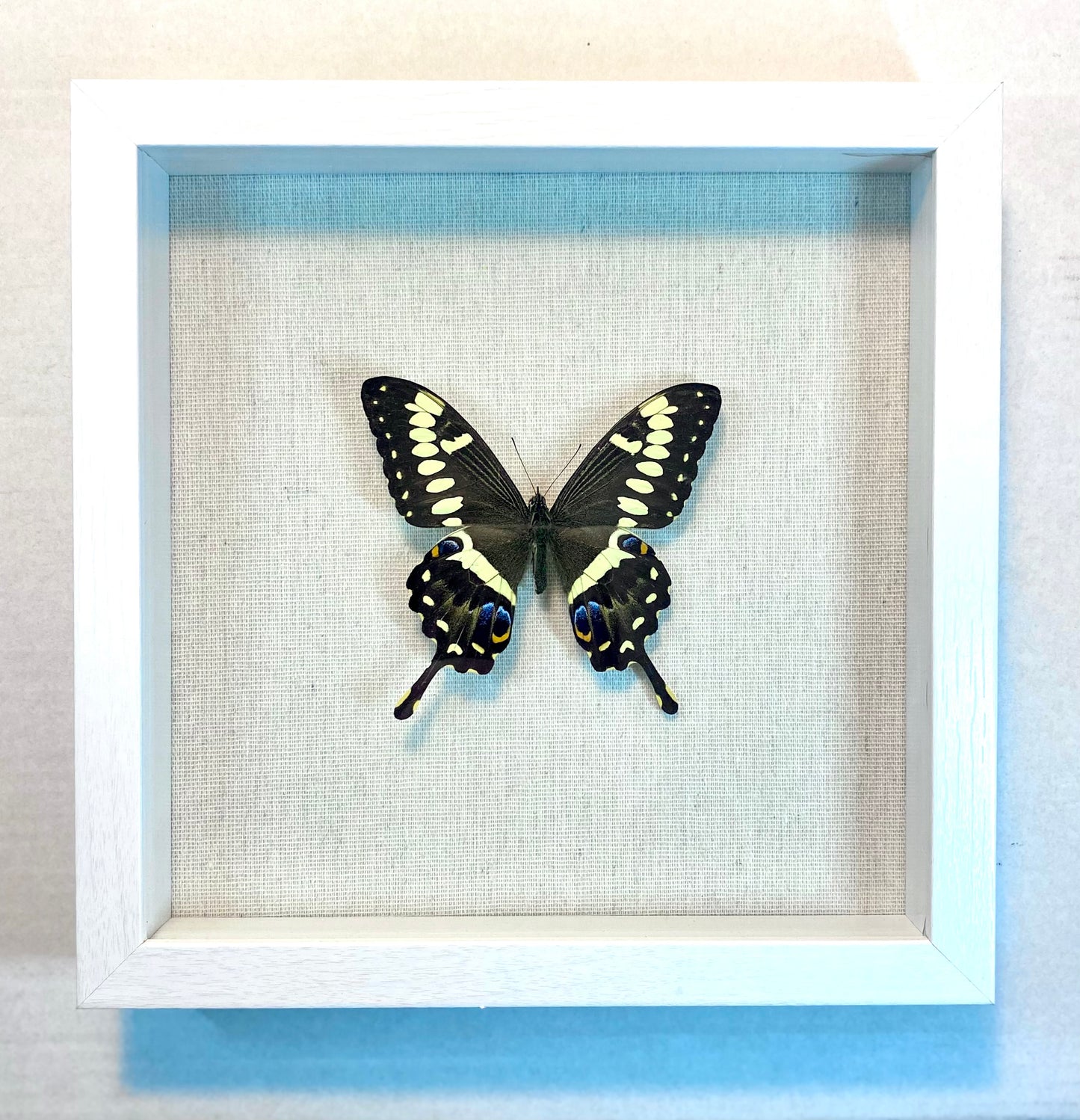 Papilio ophidicephalus. The Emperor Swallowtail (Mt. Kilimanjaro)