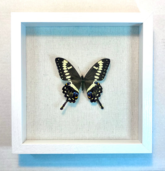 Papilio ophidicephalus. The Emperor Swallowtail (Mt. Kilimanjaro)