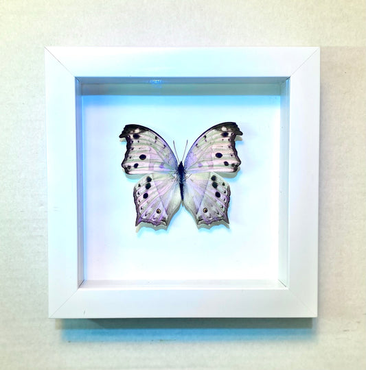 Salamis parhassus. Mother of Pearl Butterfly