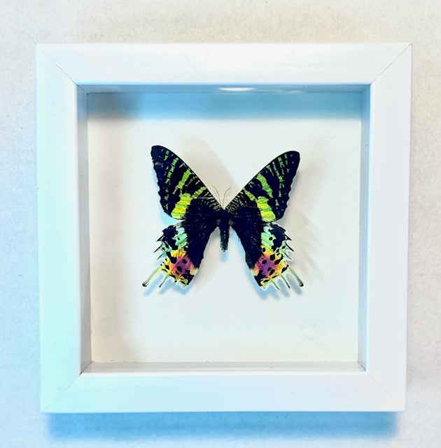 Chrysiridia rhipheus. Madagascan Sunset Moth