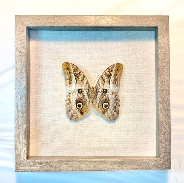 Caligo Butterfly. The Owl Butterfly