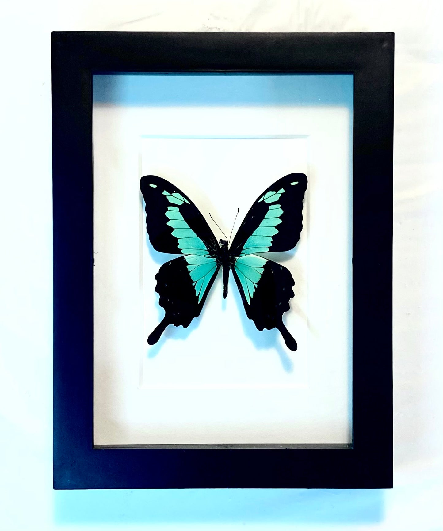 Papilio phorcas. The Apple-Green Swallowtail