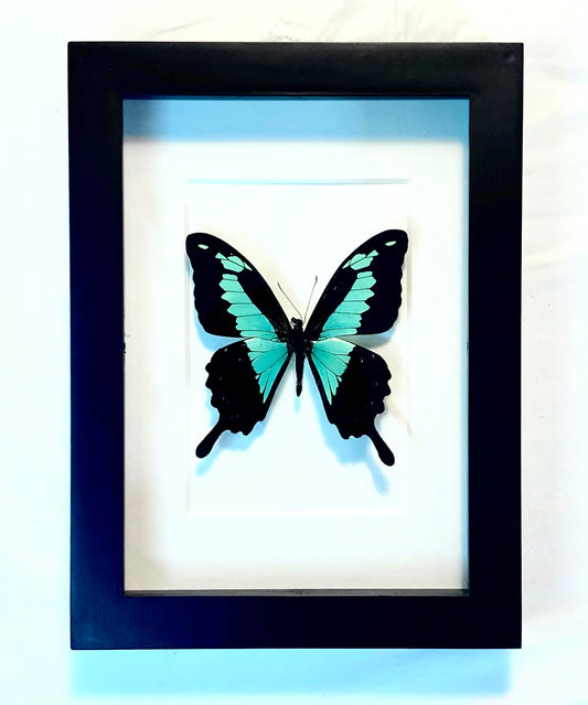 Papilio phorcas. The Apple-Green Swallowtail