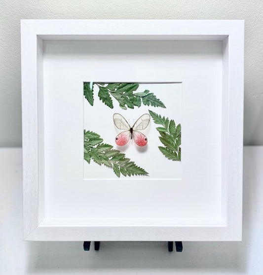 Custom Glass Winged Butterfly. Cithaerias aurorina