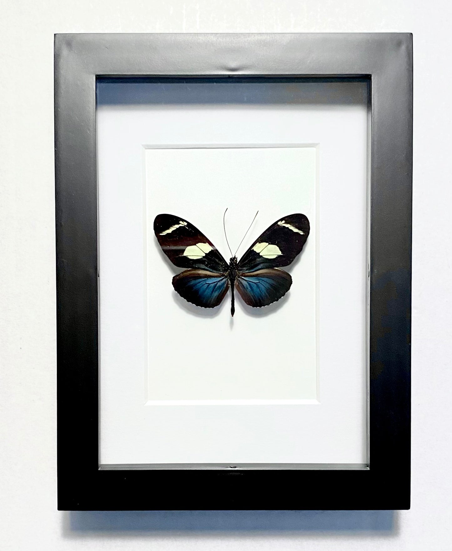 Heliconius wallacei flavescens. Wallace's Longwing.