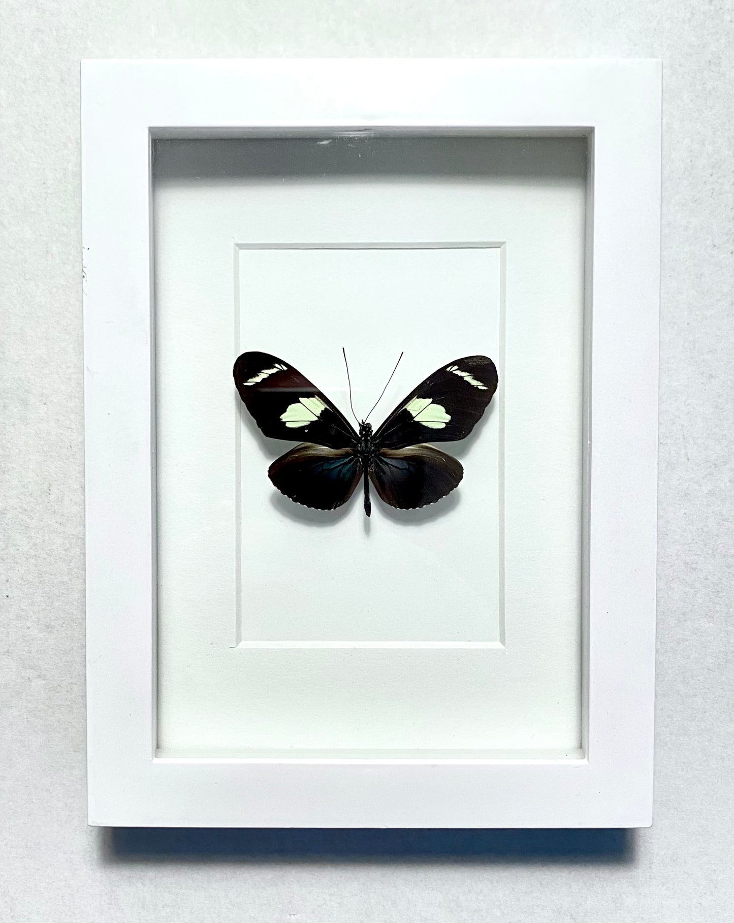 Heliconius wallacei flavescens. Wallace's Longwing.