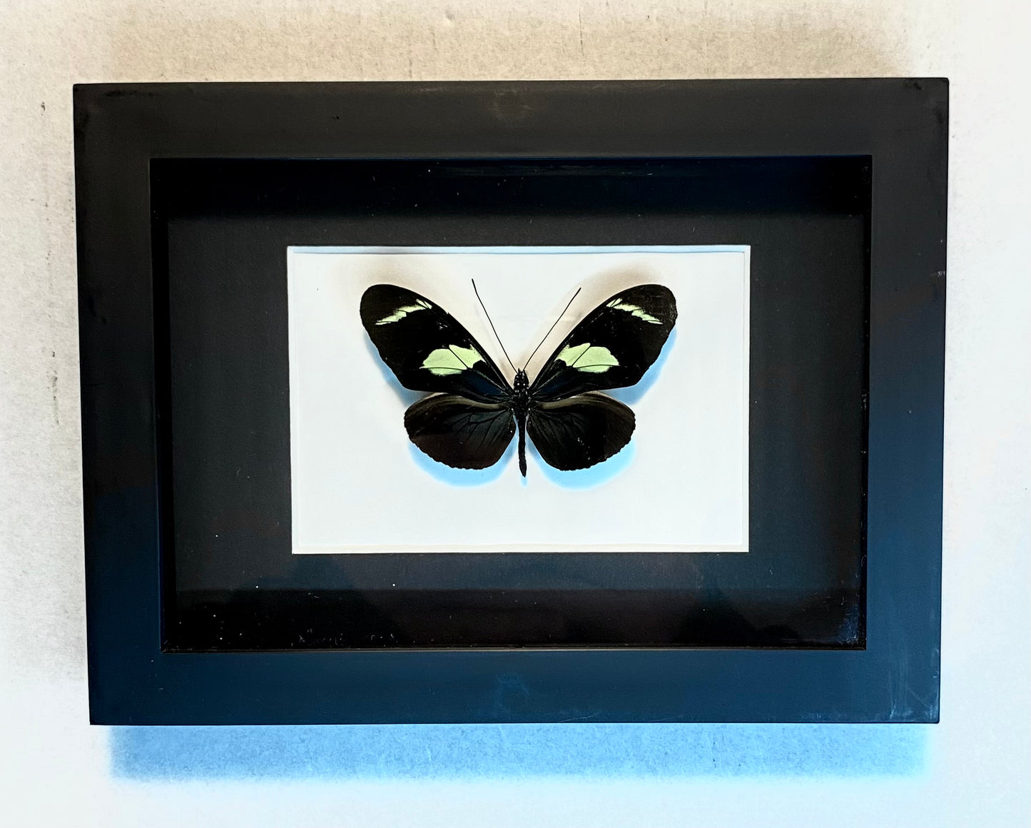 Heliconius wallacei flavescens. Wallace's Longwing.