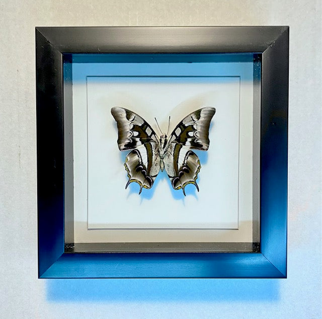 Polyura cognatus. The Sulawesi Blue Nuwab