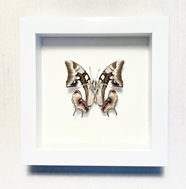 Polyura cognatus. The Sulawesi Blue Nuwab