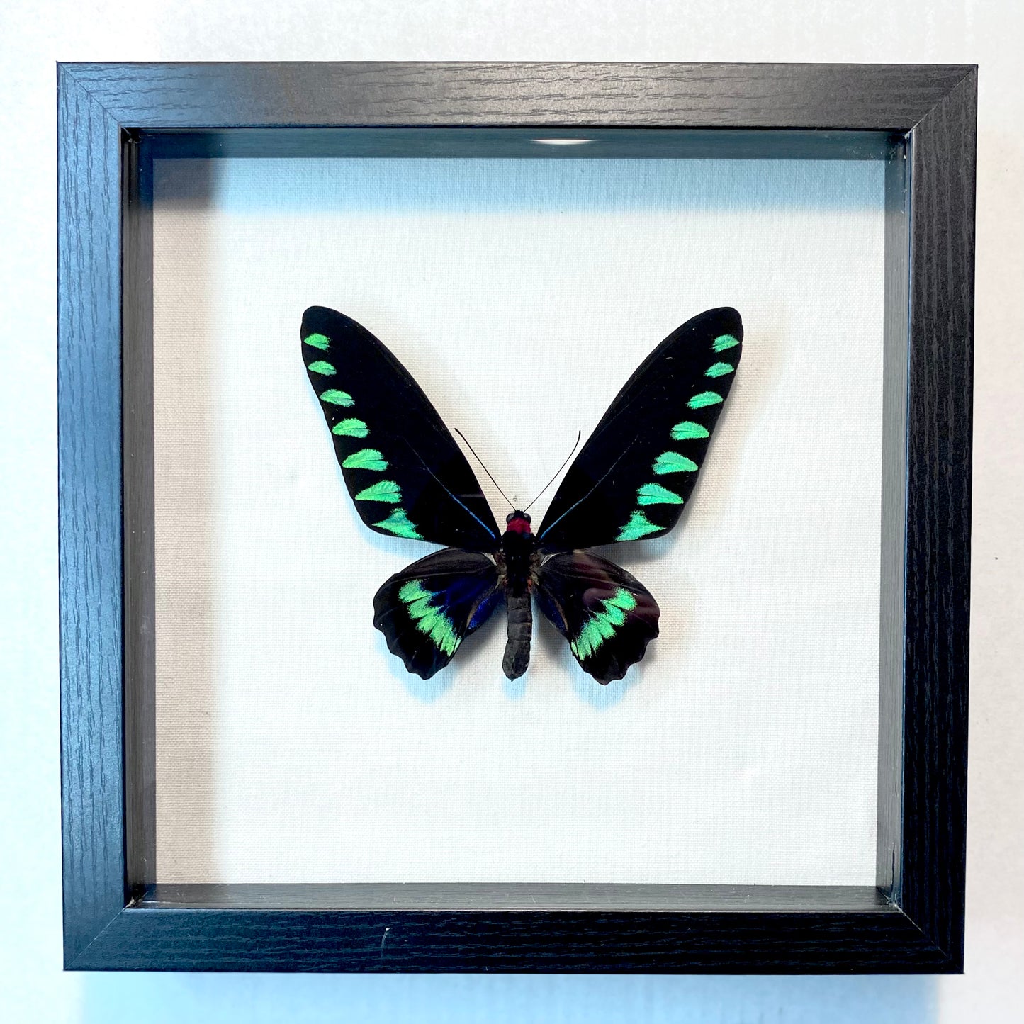 Trogonoptera trojana. The Palawan Birdwing