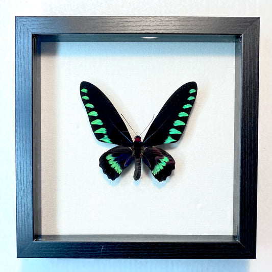 Trogonoptera trojana. The Palawan Birdwing