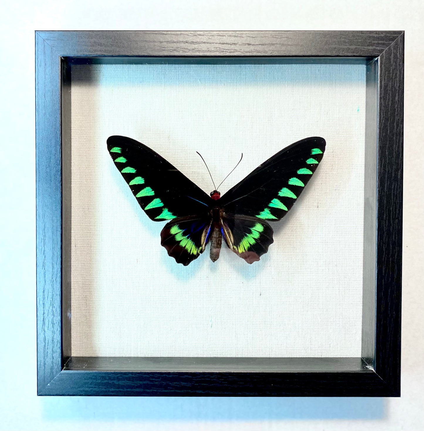 Trogonoptera trojana. The Palawan Birdwing