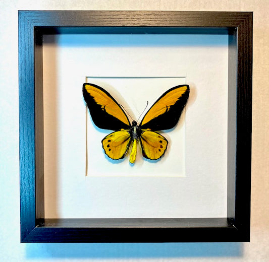 Ornithoptera croesus. Wallace's Golden Birdwing