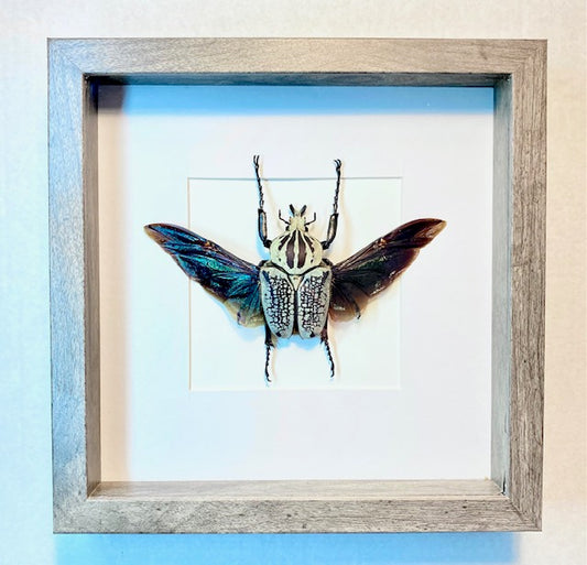 Goliathus orientalis. The Goliath Beetle