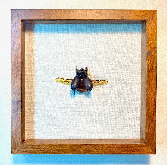 Trichogomphus martabani. Rhinoceros Beetle