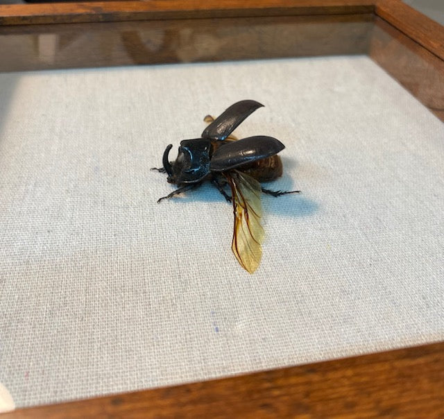 Trichogomphus martabani. Rhinoceros Beetle