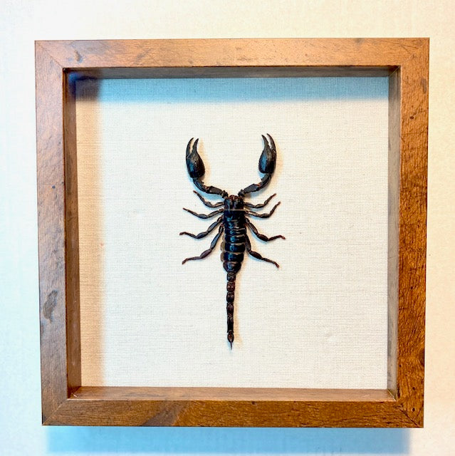 Heterometrus spinifer. Giant Forest Scorpion