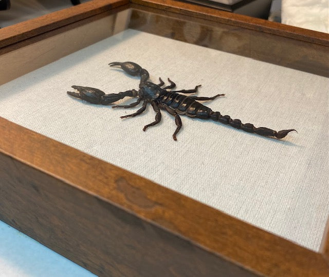 Heterometrus spinifer. Giant Forest Scorpion