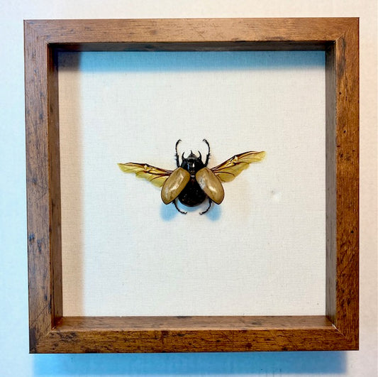 Eupatorus gracilicornis. Five-horned Rhinoceros Beetle