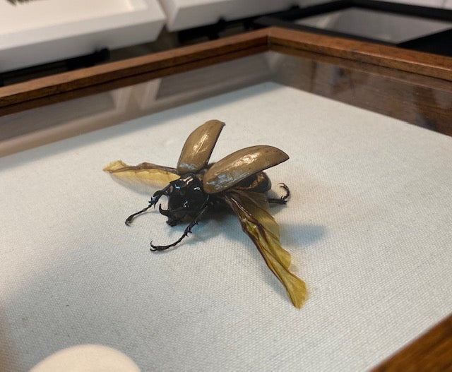 Eupatorus gracilicornis. Five-horned Rhinoceros Beetle