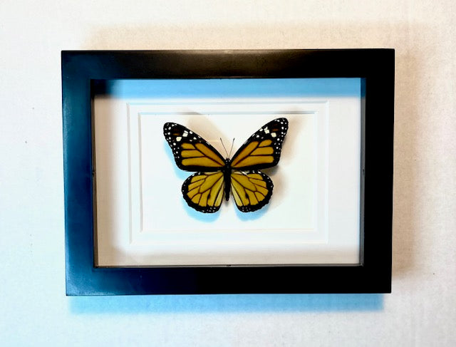 Danaus plexippus. The Monarch Butterfly