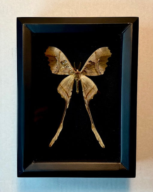 Copiopteryx sonthannaxi