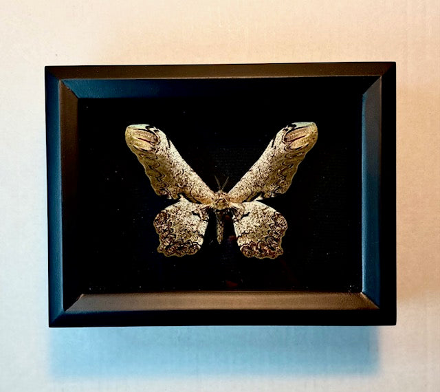 Loxolomia serpentina