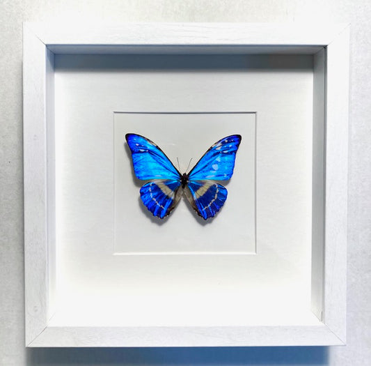 Morpho cypris. The Electric Blue Morpho