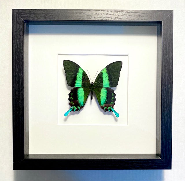 Papilio blumei. The Peacock Butterfly