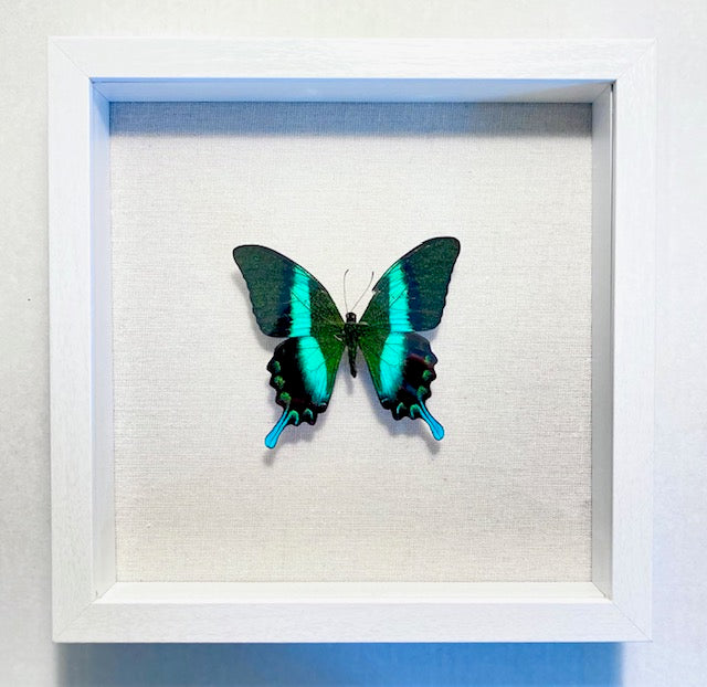 Papilio blumei. The Peacock Butterfly