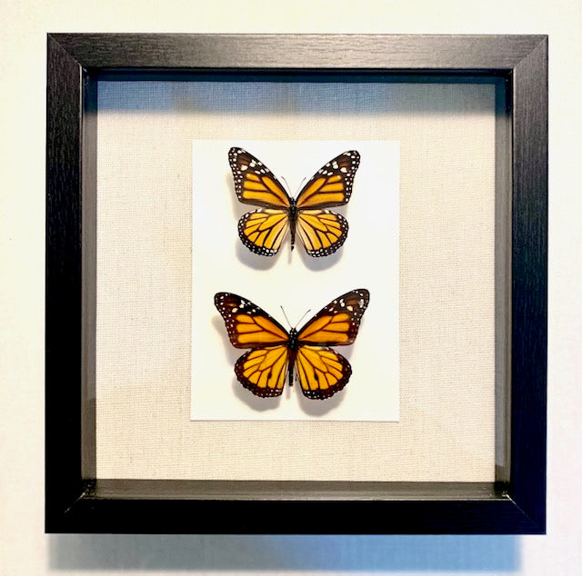 Danaus plexippus. The Monarch Butterfly