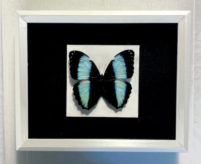 Morpho achilles fagardi. The Blue Banded Butterfly