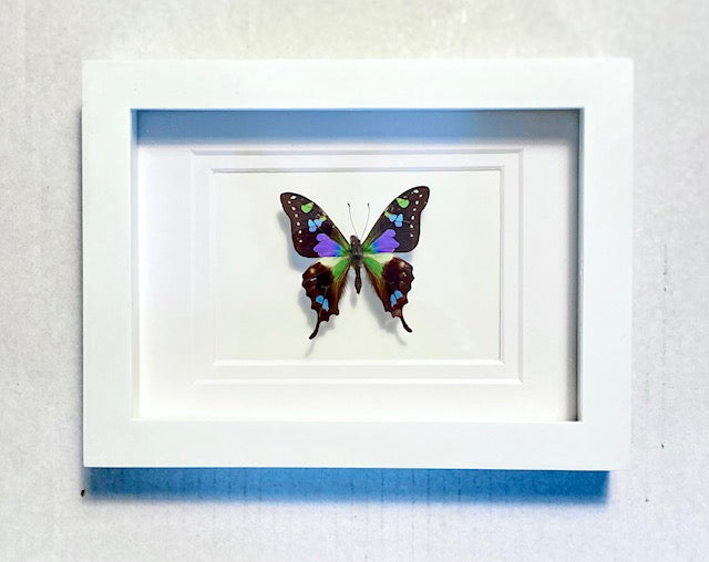 Graphiam weiskei, The Purple Spotted Butterfly.