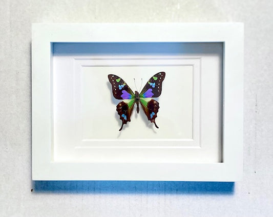 Graphiam weiskei, The Purple Spotted Butterfly.