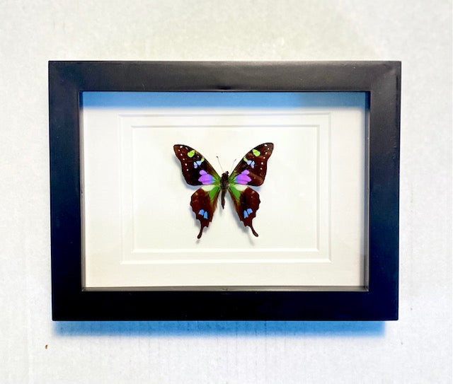 Graphiam weiskei, The Purple Spotted Butterfly.