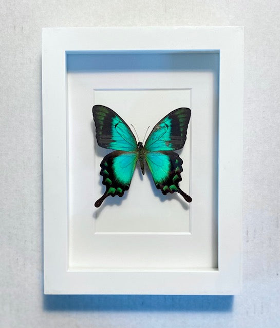 Papilio Lorquinarius. The Sea Green Swallowtail.