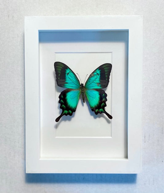 Papilio Lorquinarius. The Sea Green Swallowtail.