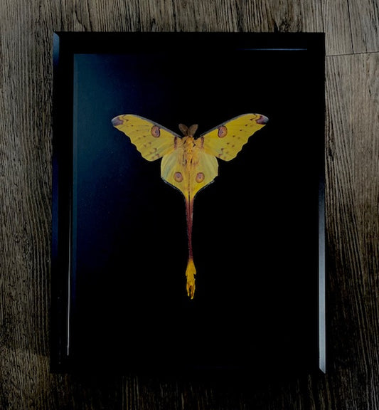 Argema mittrei. The Madagascan Comet Moth (Large)