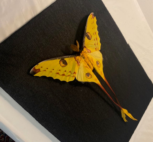 Argema mittrei. The Madagascan Comet Moth (Large)