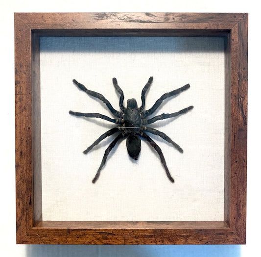 Cyriopagopus minax, Thai Bird-Eating Tarantula