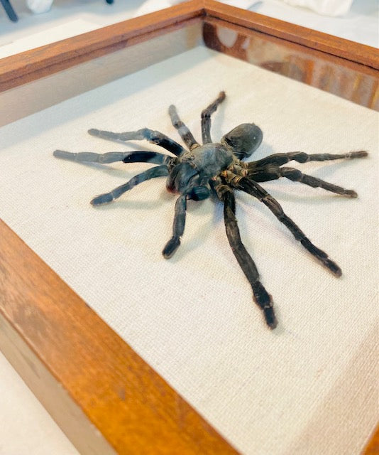 Cyriopagopus minax, Thai Bird-Eating Tarantula