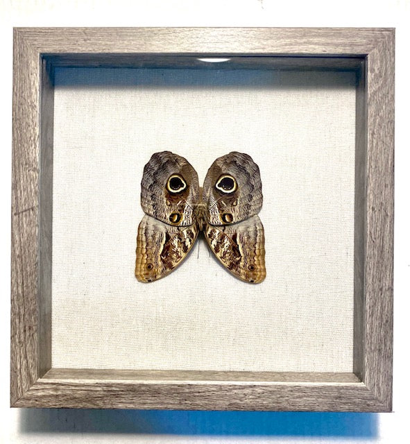 Caligo Butterfly. The Owl Butterfly