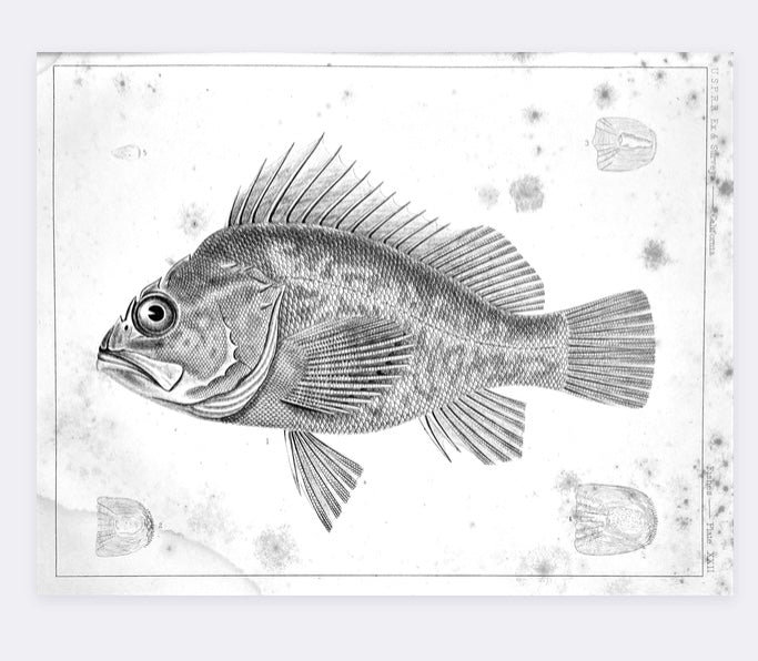 Fish Illustration