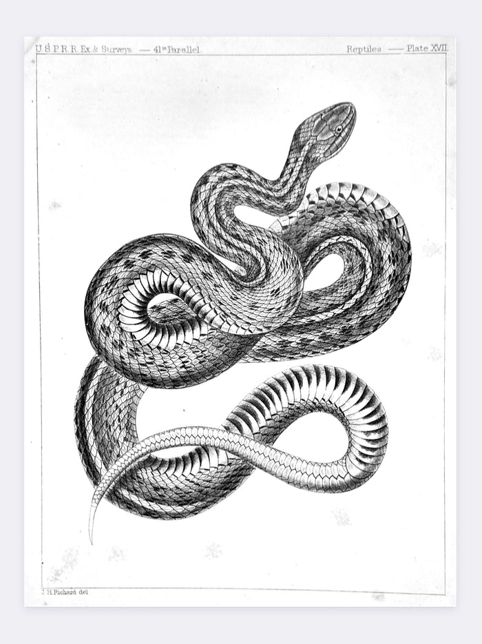 Snake Illustration