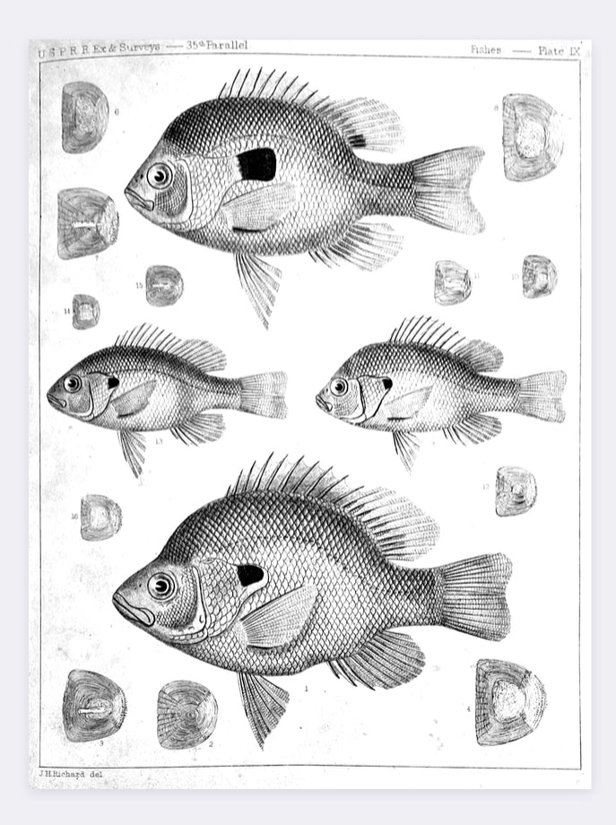 Fish Illustration