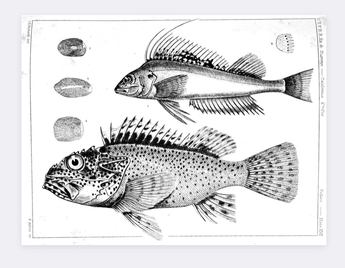 Fish Illustration